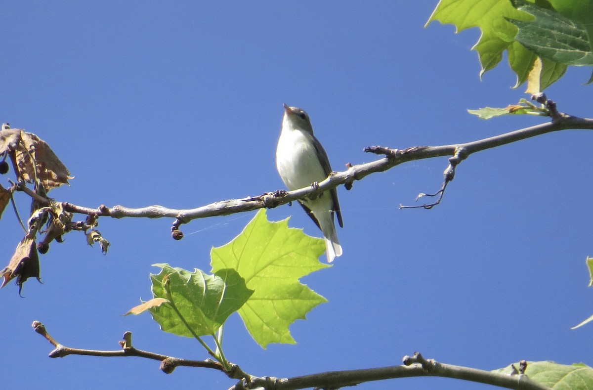 Eastern Warbling Vireo - ML619462262