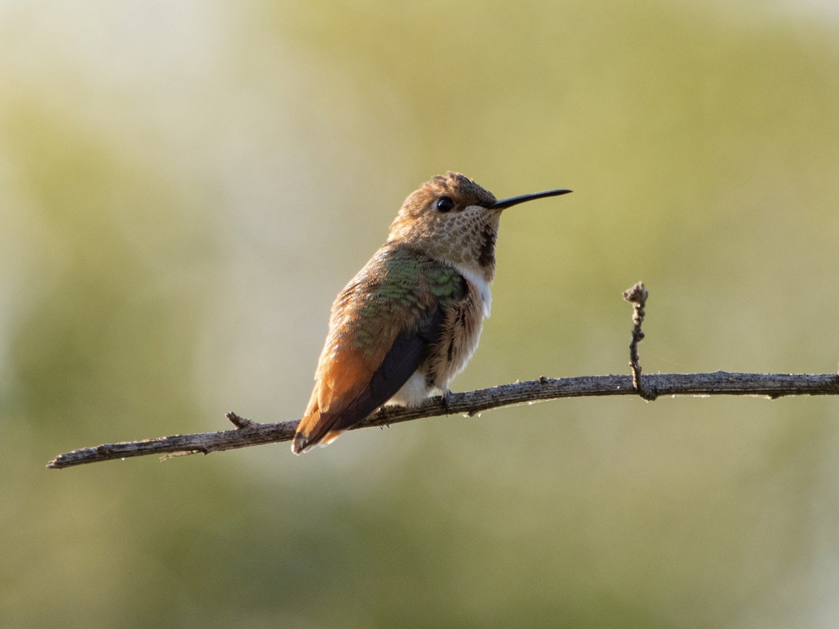 Allen's Hummingbird - Rene sun