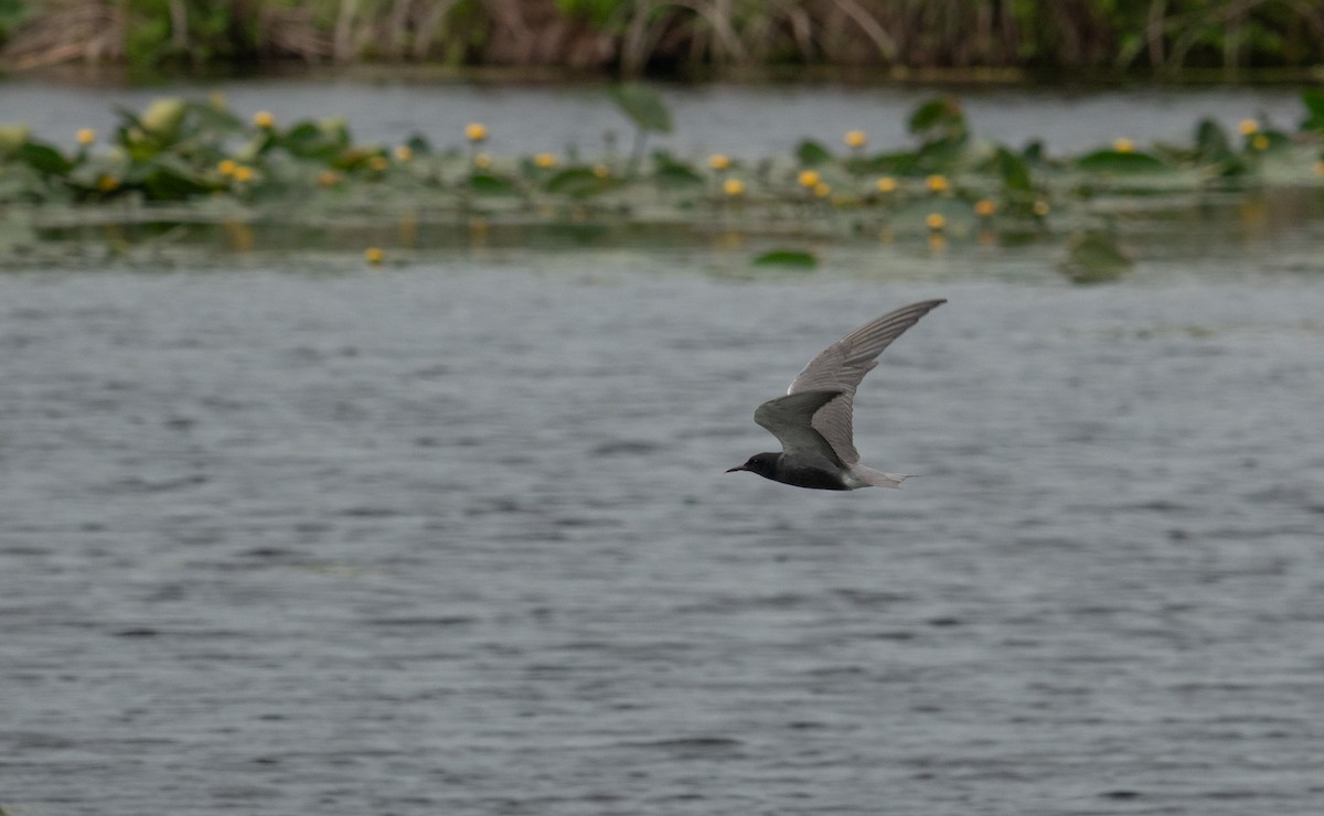 Black Tern - eildert beeftink