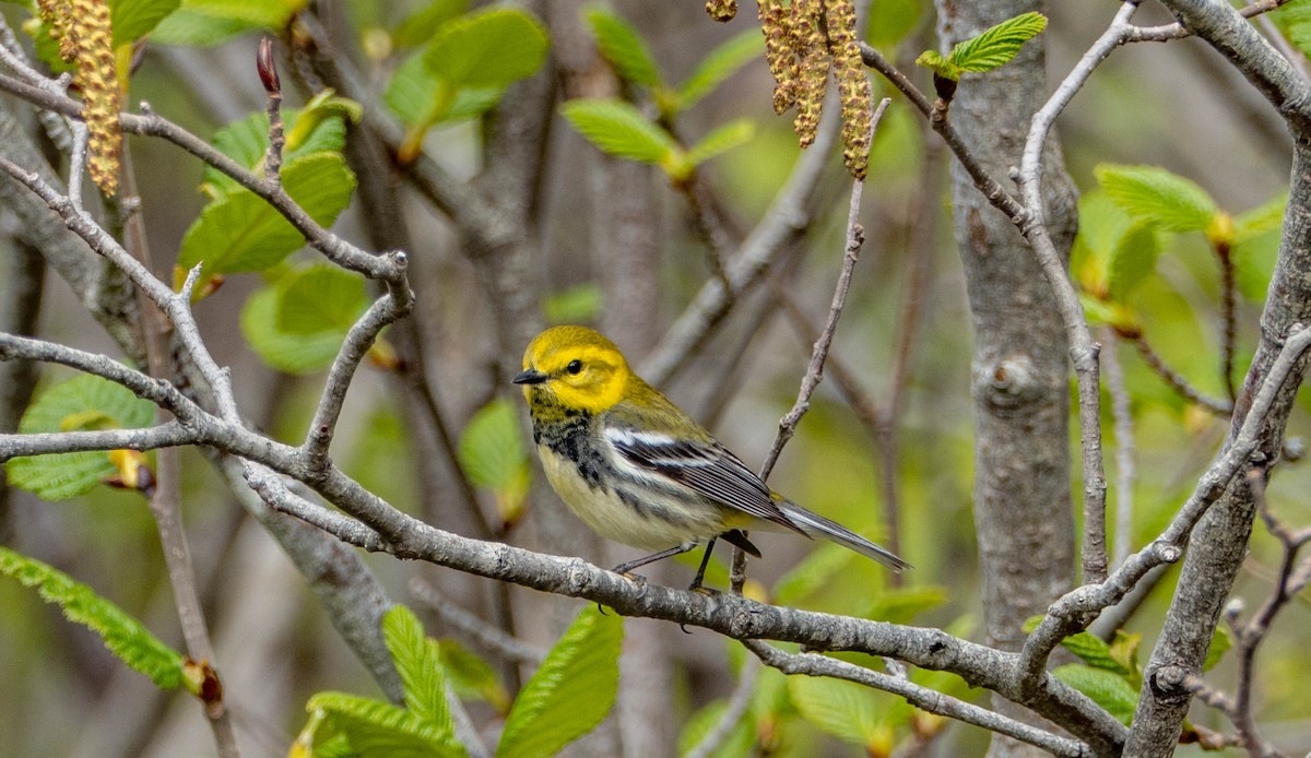 Black-throated Green Warbler - Therese Carroll