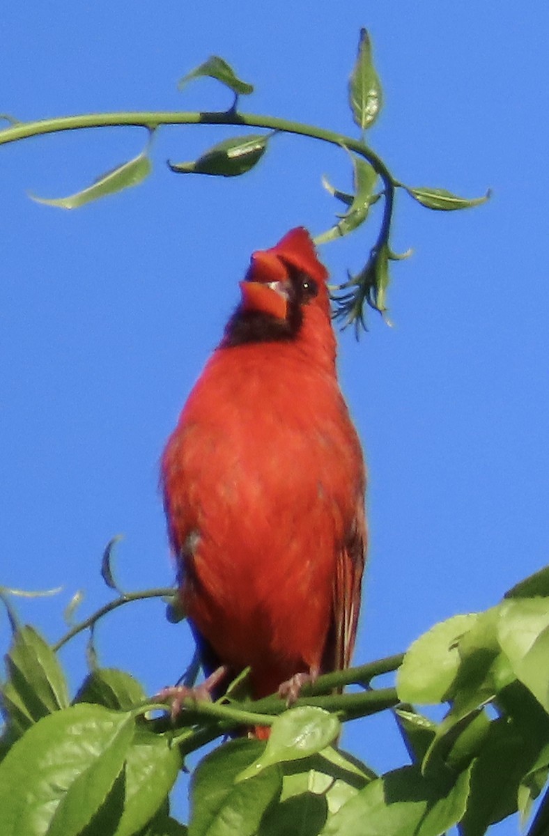 Northern Cardinal - Penelope Reighart