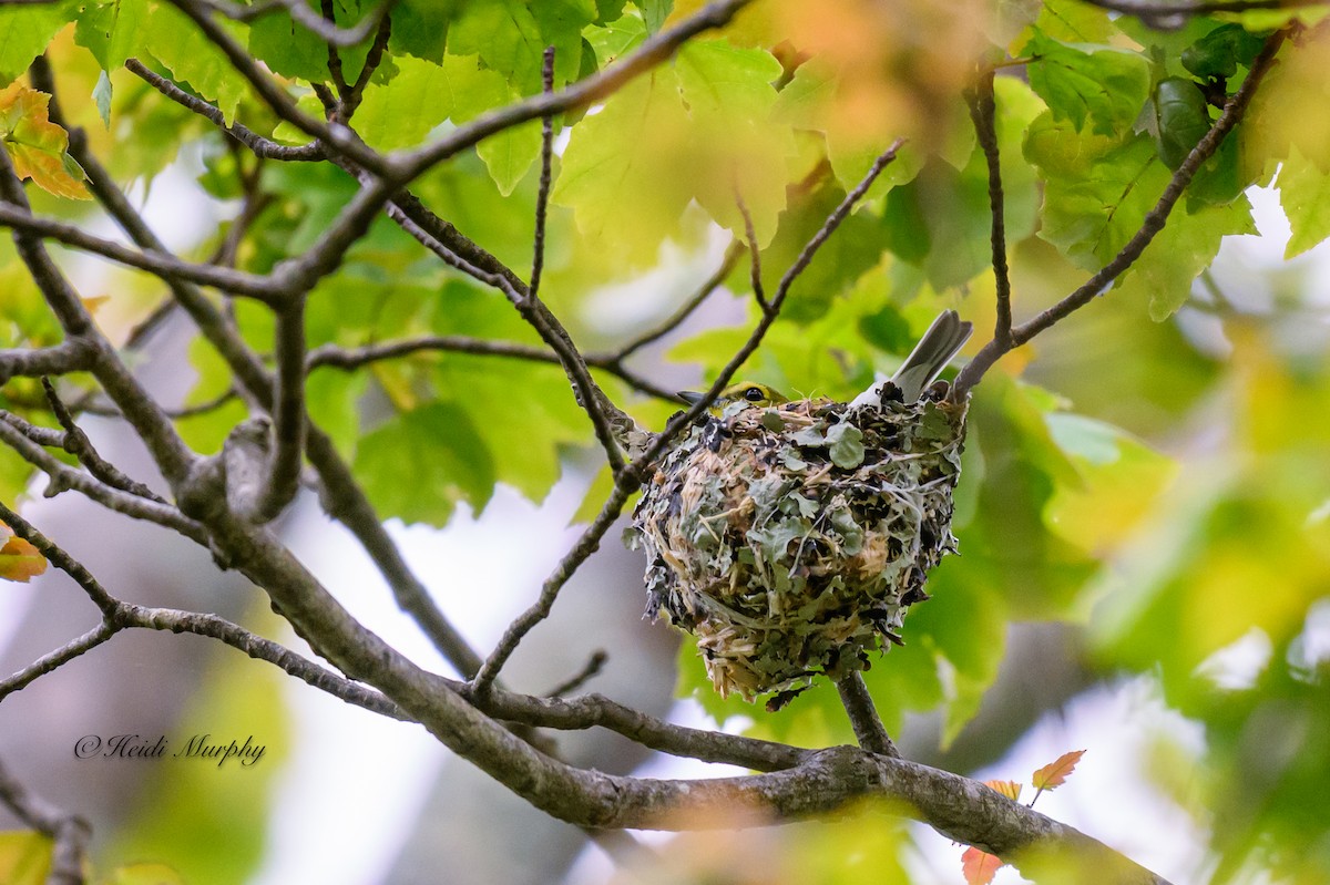 Yellow-throated Vireo - ML619462295