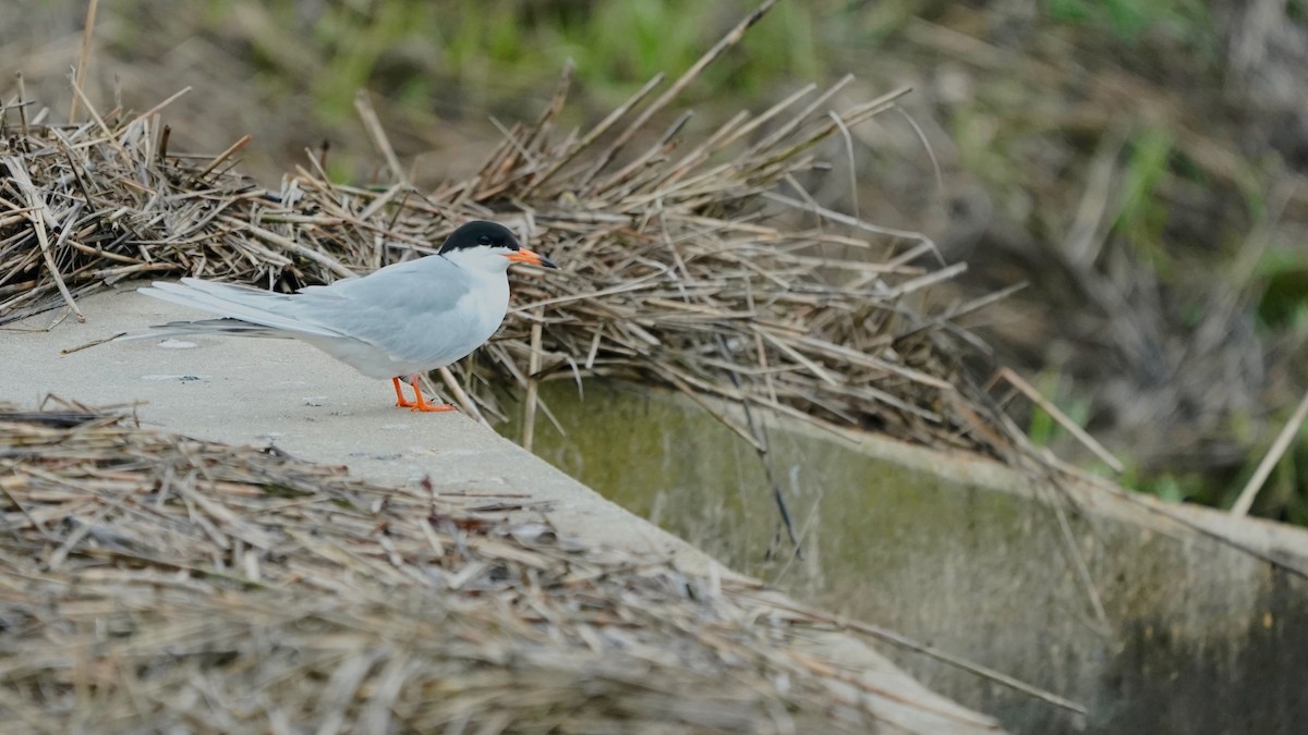 Forster's Tern - Indira Thirkannad