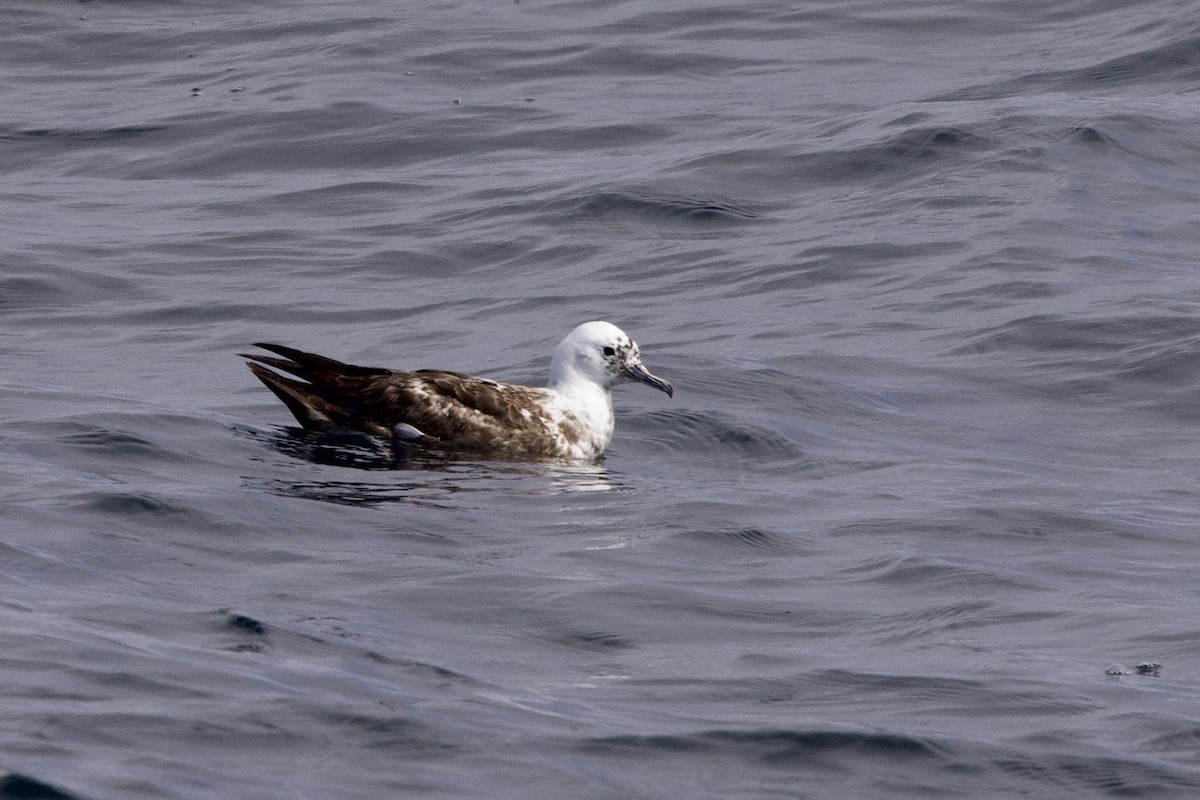 Sooty Shearwater - John Bruin