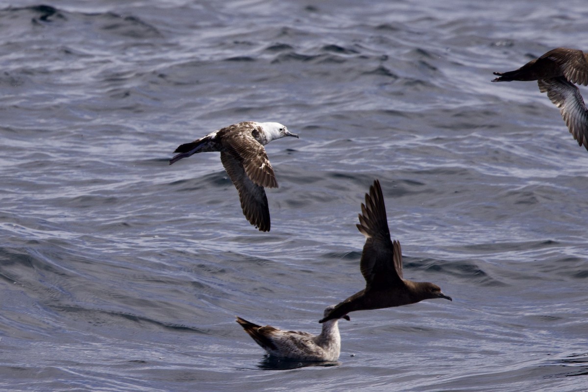 Sooty Shearwater - John Bruin