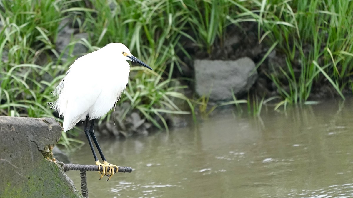 Snowy Egret - ML619462312