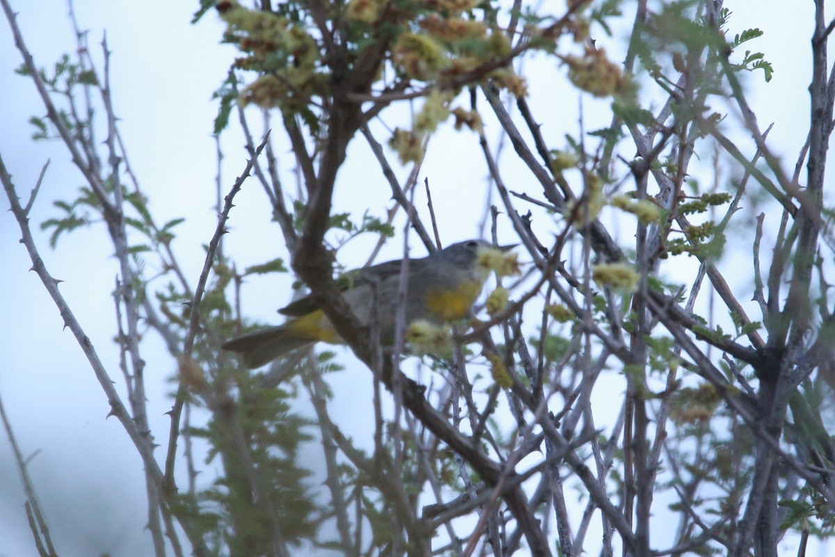 Virginia's Warbler - Jesse Pline