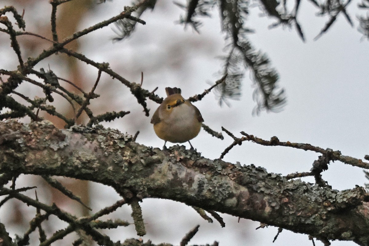 White-eyed Vireo - Claude Auchu