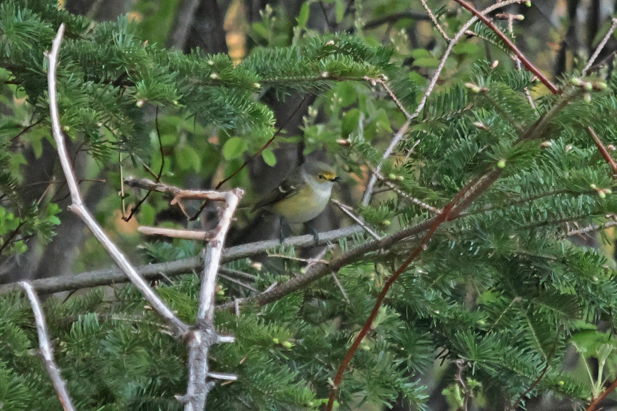 White-eyed Vireo - Claude Auchu