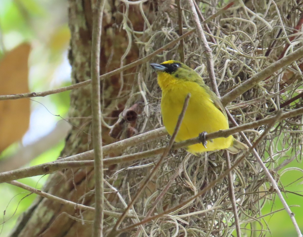 Thick-billed Euphonia - Manuel Pérez R.