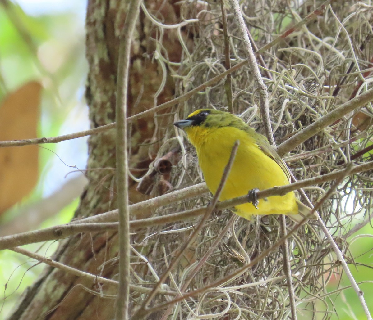 Thick-billed Euphonia - Manuel Pérez R.