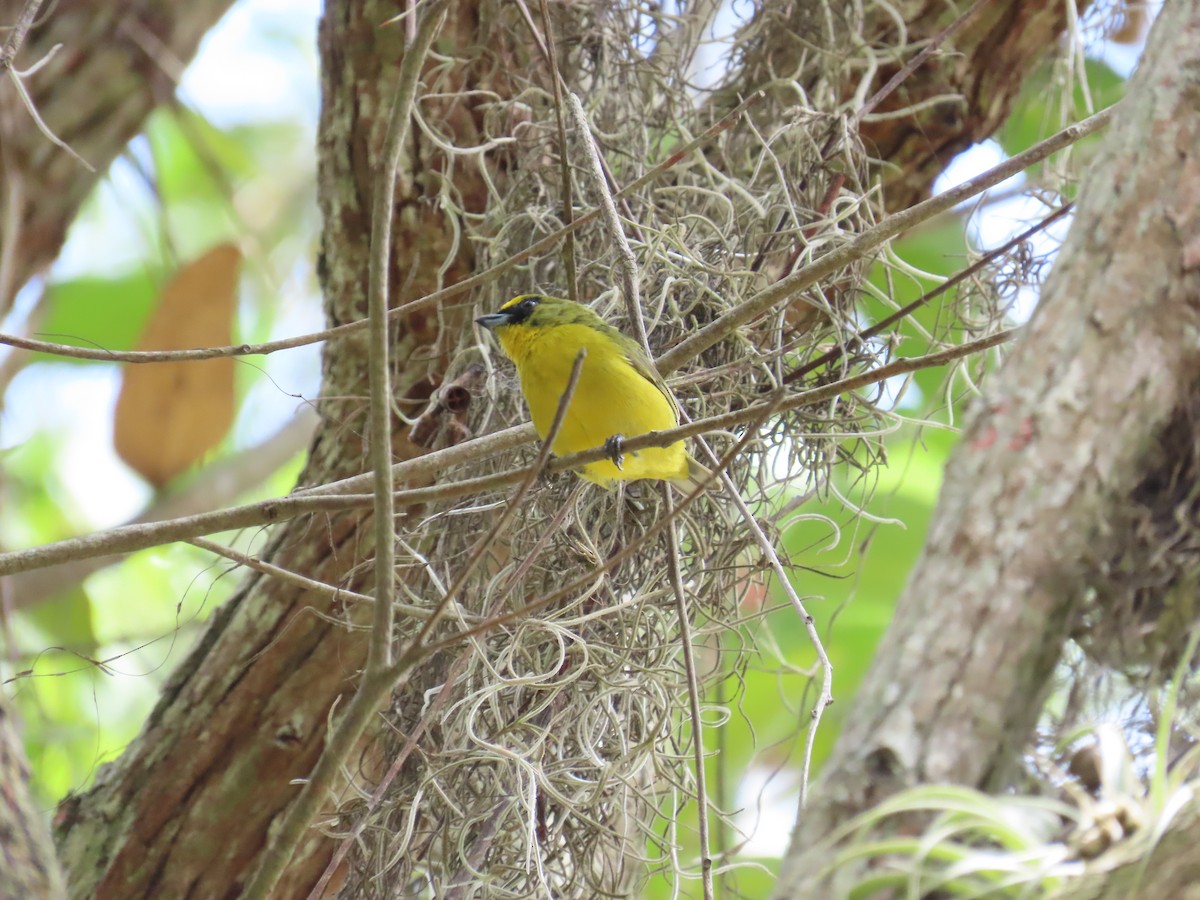 Thick-billed Euphonia - Manuel Pérez R.