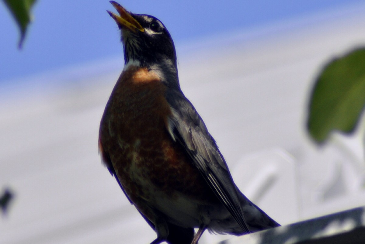 American Robin - Joanne Moffett