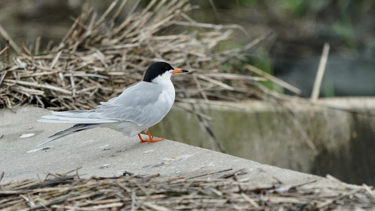 Forster's Tern - Indira Thirkannad