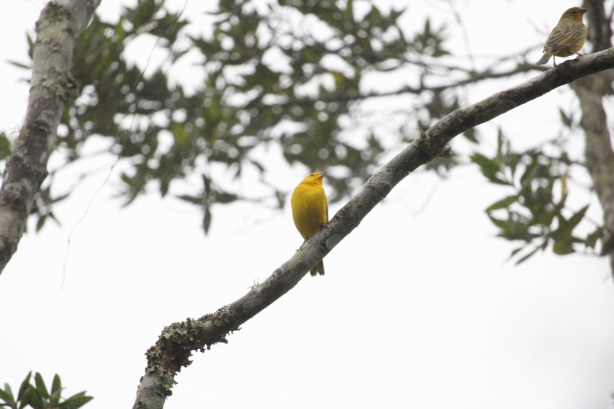 Saffron Finch - Daniel Tambara Silva