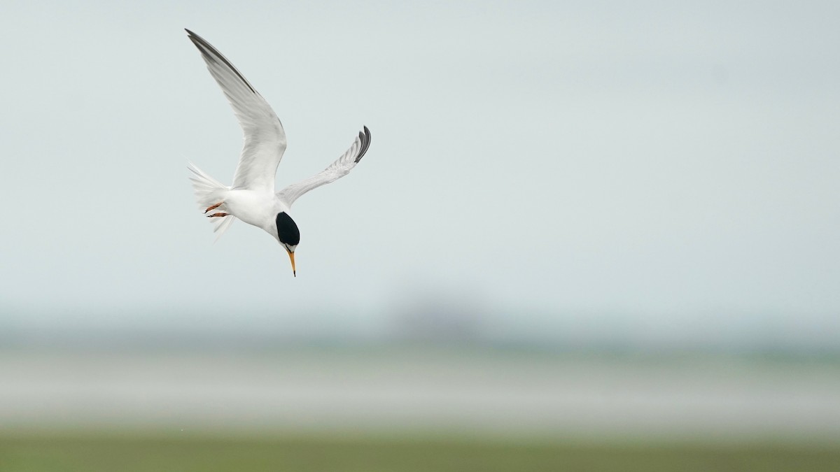 Forster's Tern - Indira Thirkannad