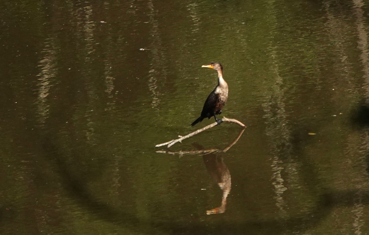 Double-crested Cormorant - Penelope Reighart