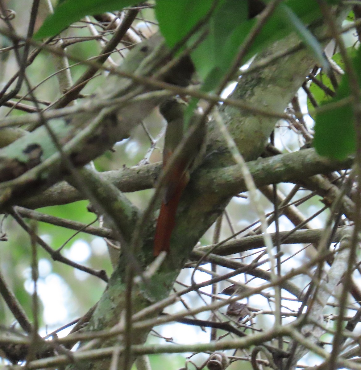 Olivaceous Woodcreeper - Manuel Pérez R.