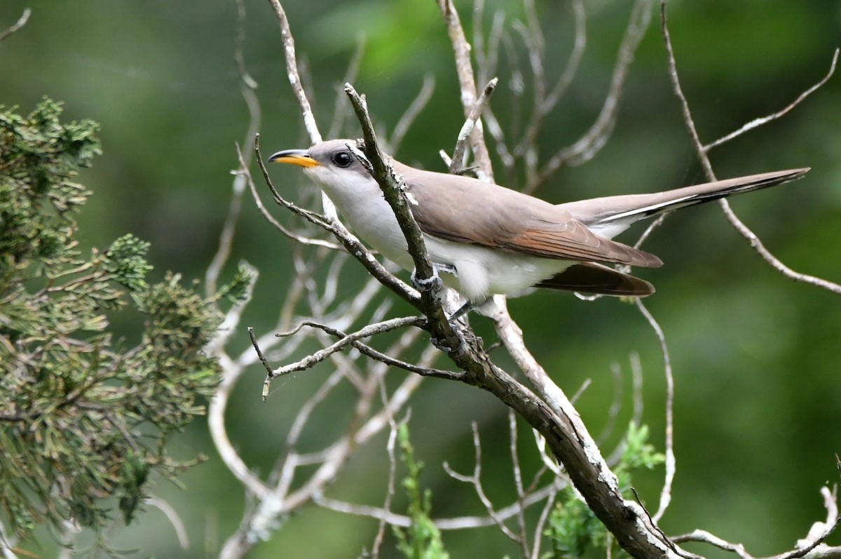 Yellow-billed Cuckoo - Kevin Smith