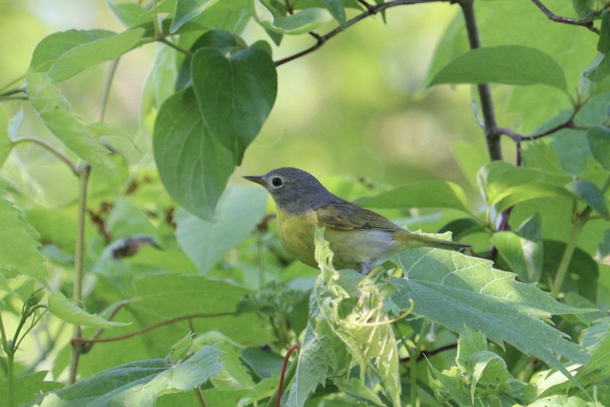 Nashville Warbler - Molly Herrmann