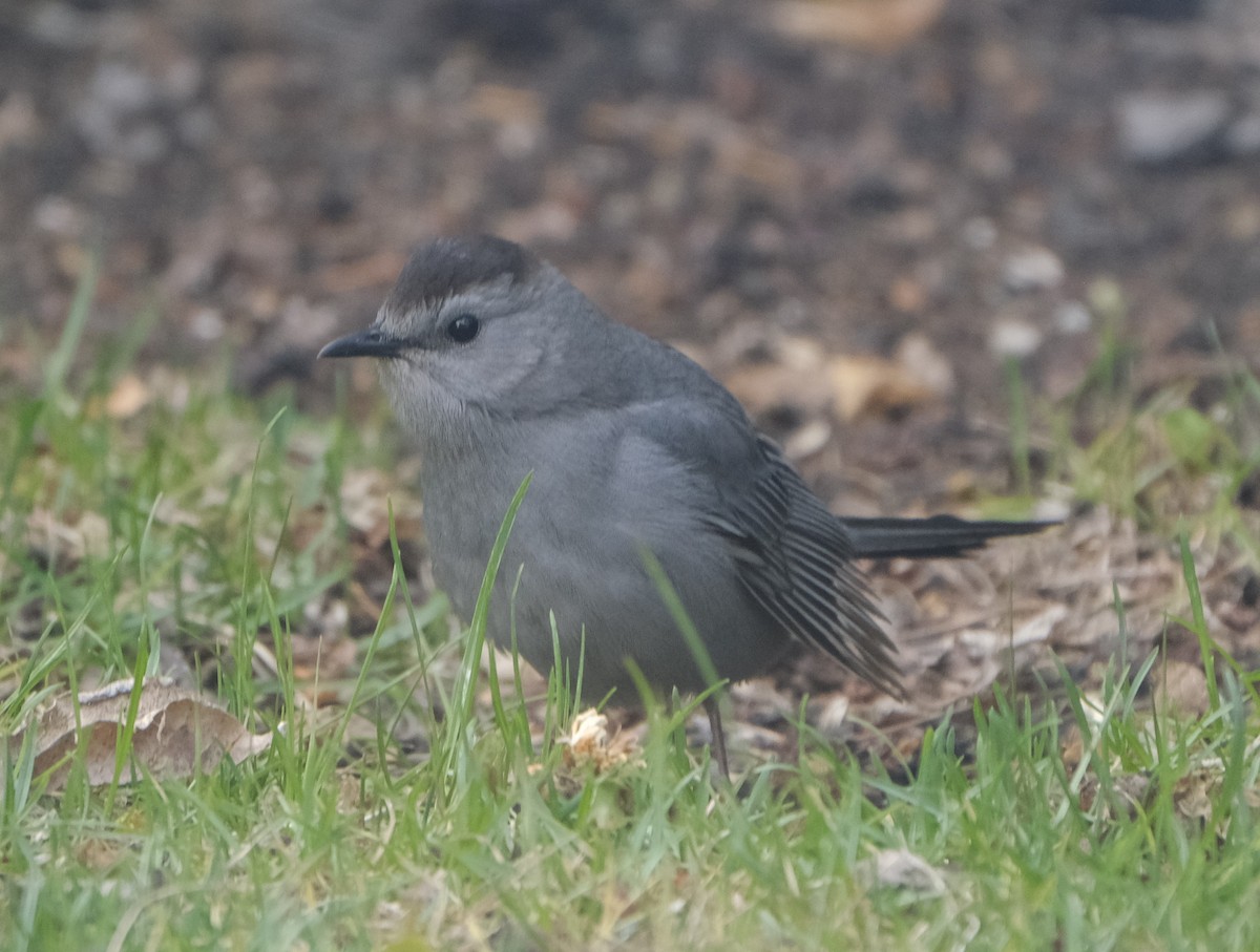 Gray Catbird - ML619462377