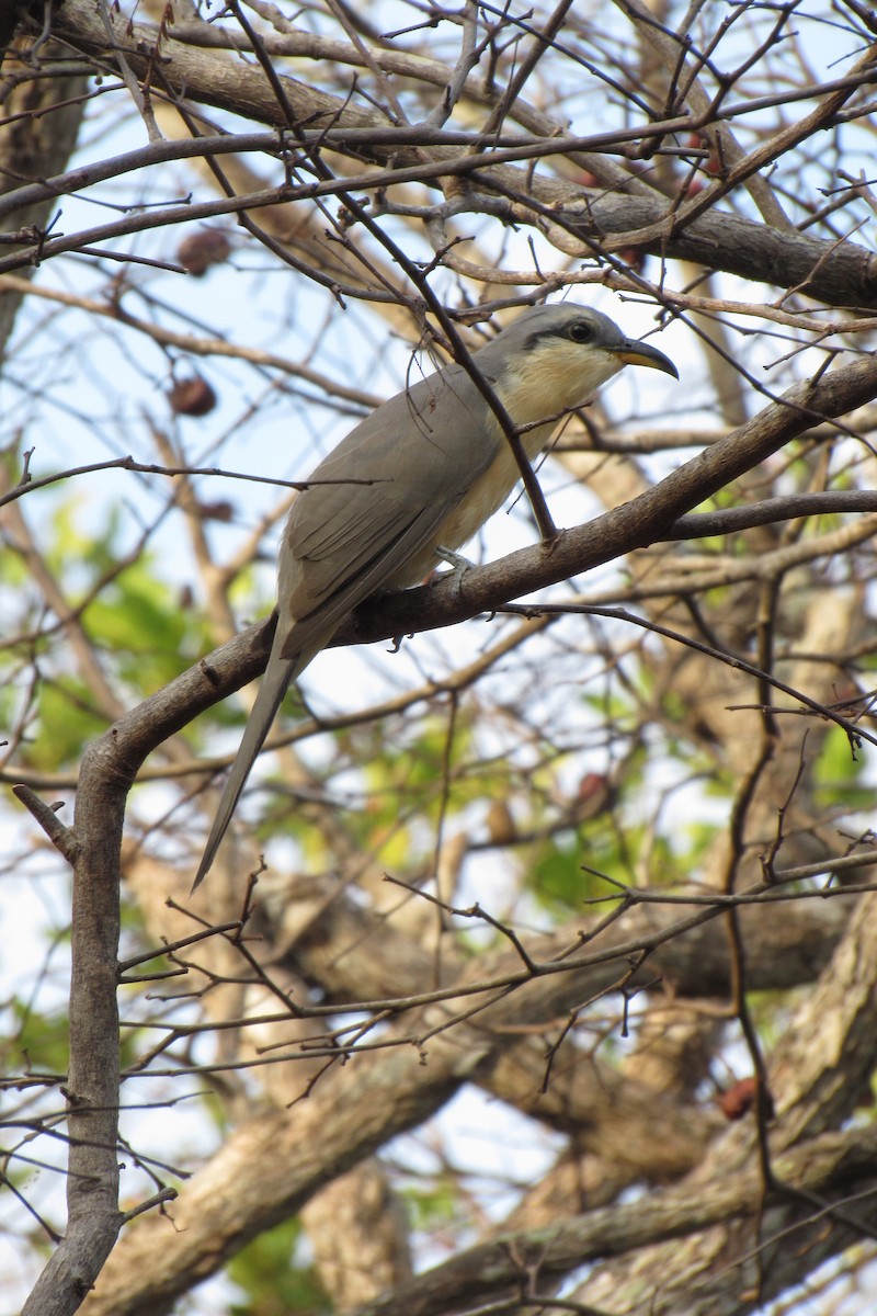 Mangrove Cuckoo - ML619462386