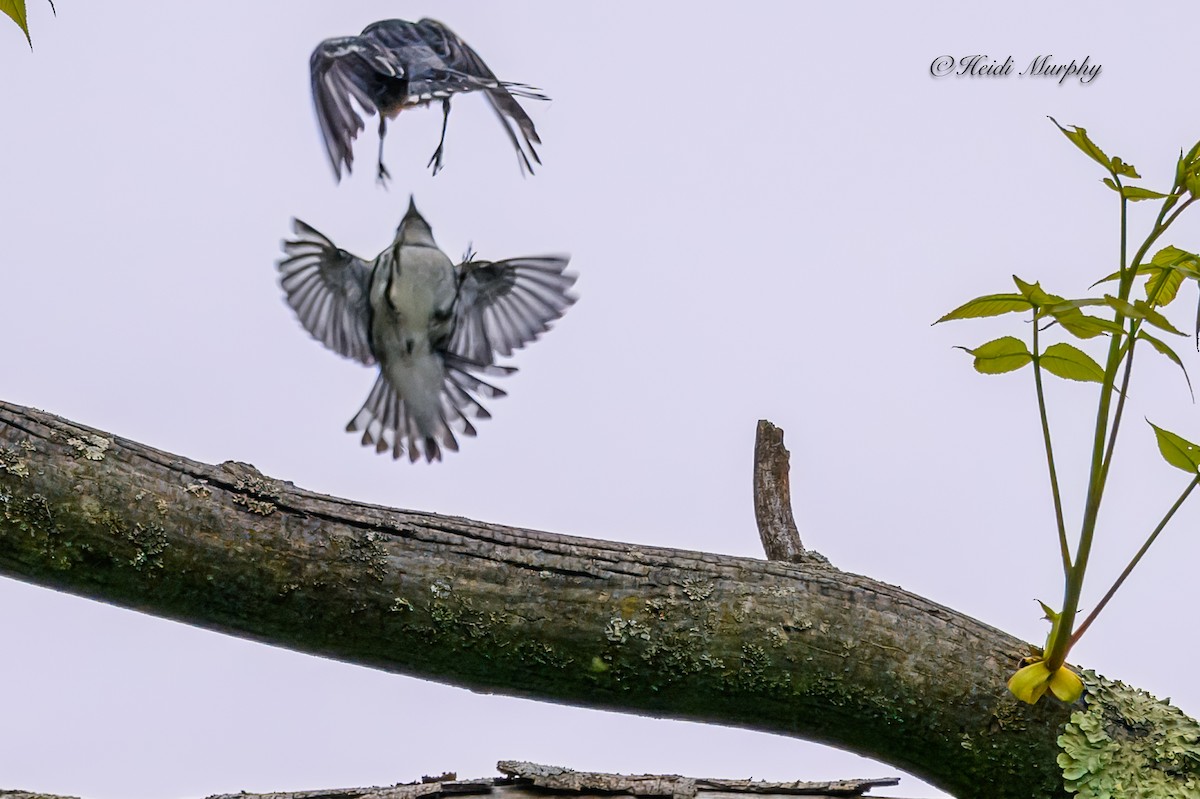 Cerulean Warbler - Heidi Murphy