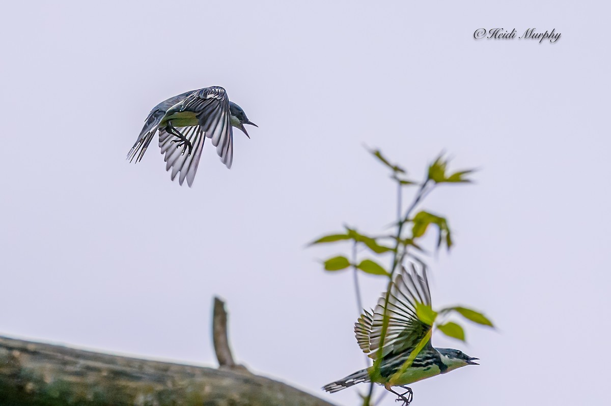 Cerulean Warbler - Heidi Murphy