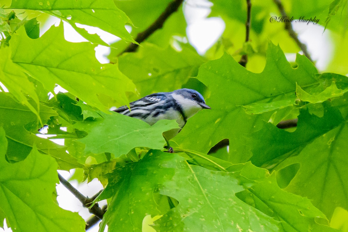 Cerulean Warbler - Heidi Murphy