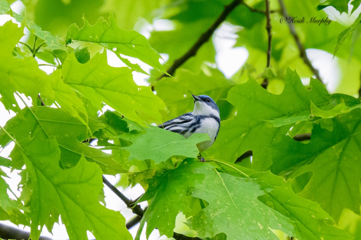 Cerulean Warbler - Heidi Murphy