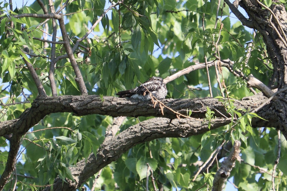 Common Nighthawk - Molly Herrmann