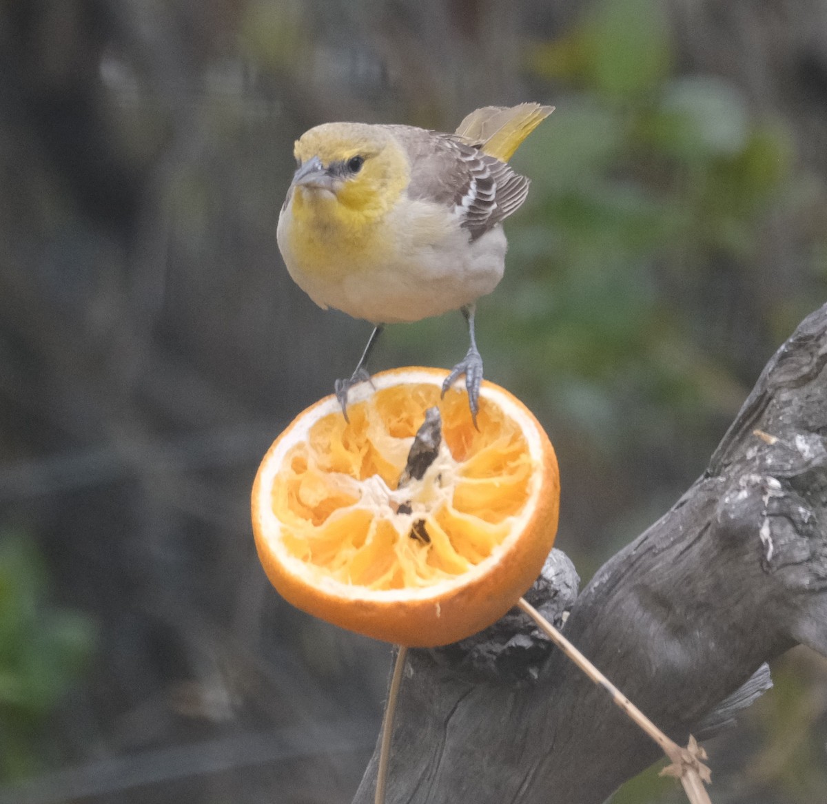 Bullock's Oriole - Maggie  Ryan