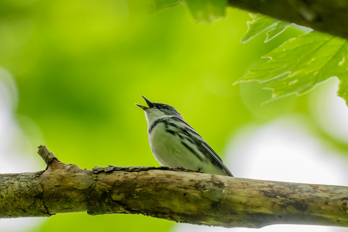 Cerulean Warbler - Heidi Murphy