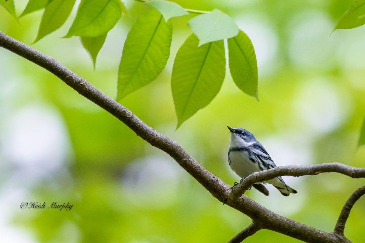 Cerulean Warbler - Heidi Murphy