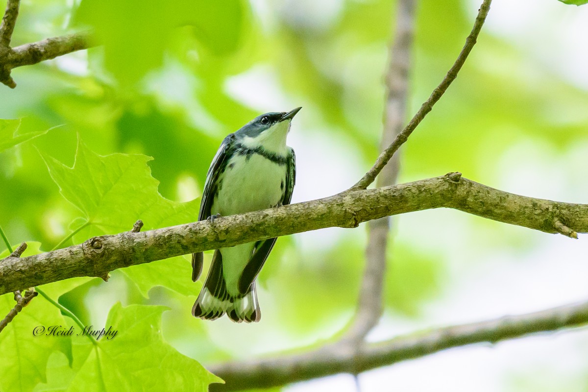 Cerulean Warbler - Heidi Murphy