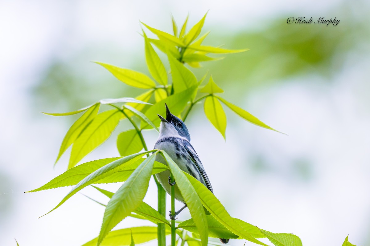 Cerulean Warbler - Heidi Murphy