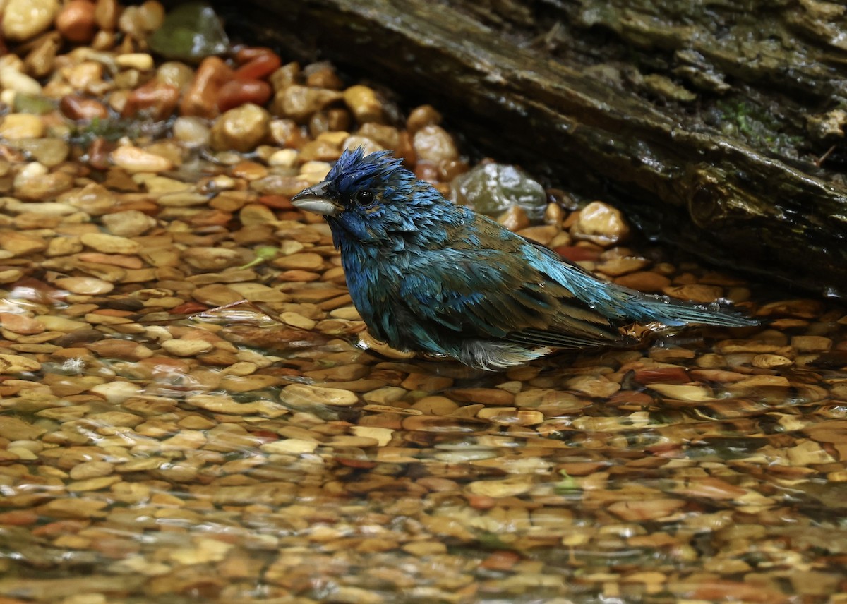 Indigo Bunting - Grace Simms  🐦‍⬛