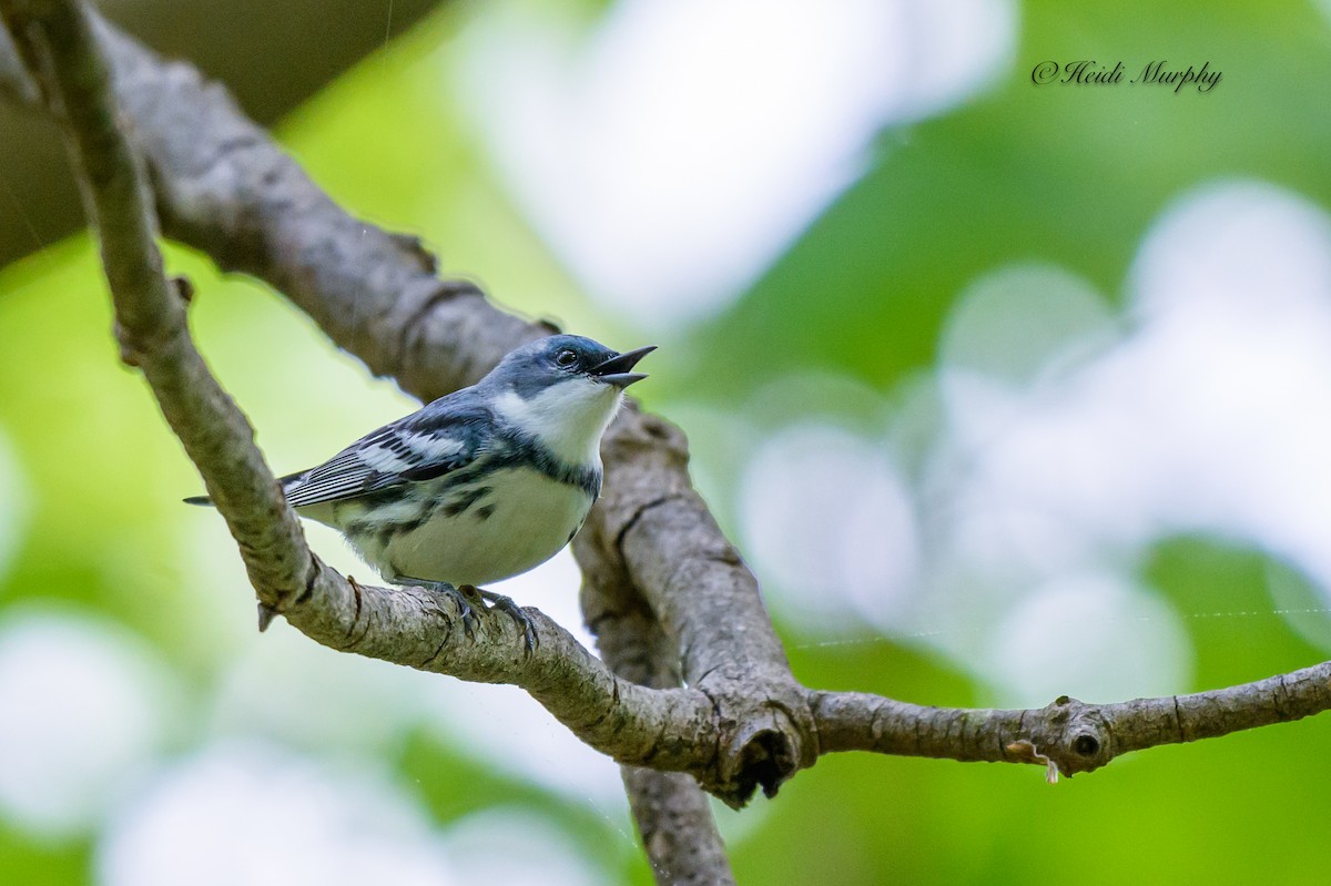 Cerulean Warbler - Heidi Murphy