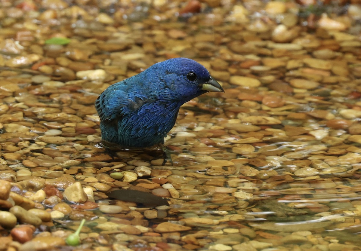 Indigo Bunting - Grace Simms  🐦‍⬛