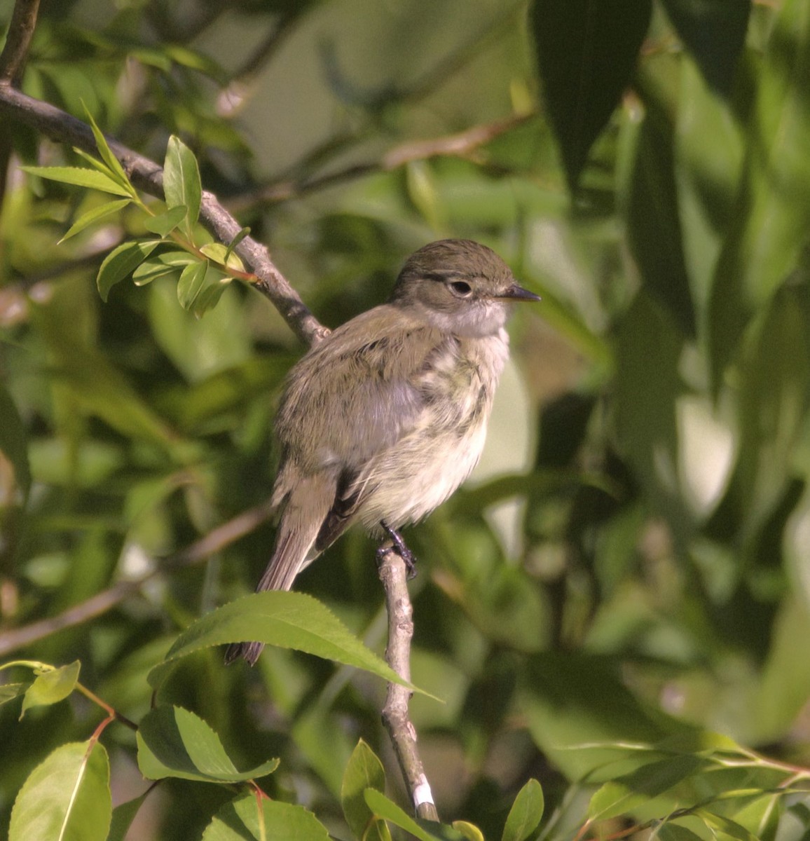 Alder Flycatcher - Sue Riffe