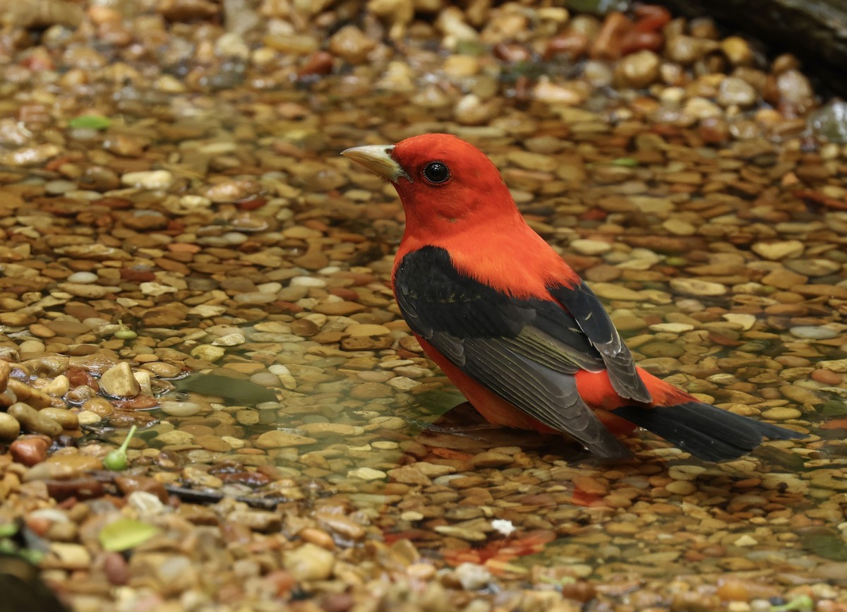 Scarlet Tanager - Grace Simms  🐦‍⬛