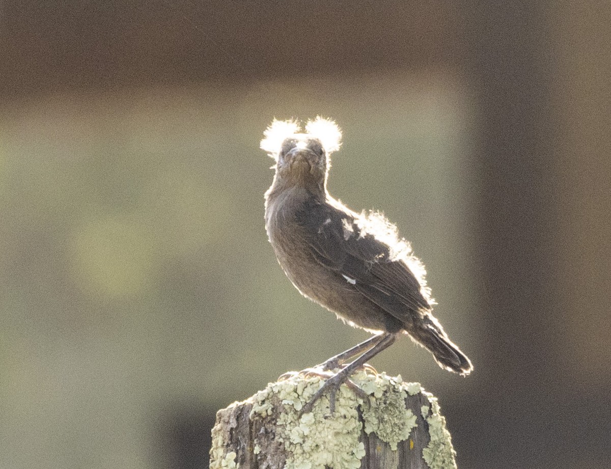 European Starling - ML619462459