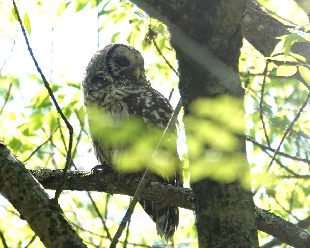 Barred Owl - Michael DeWispelaere