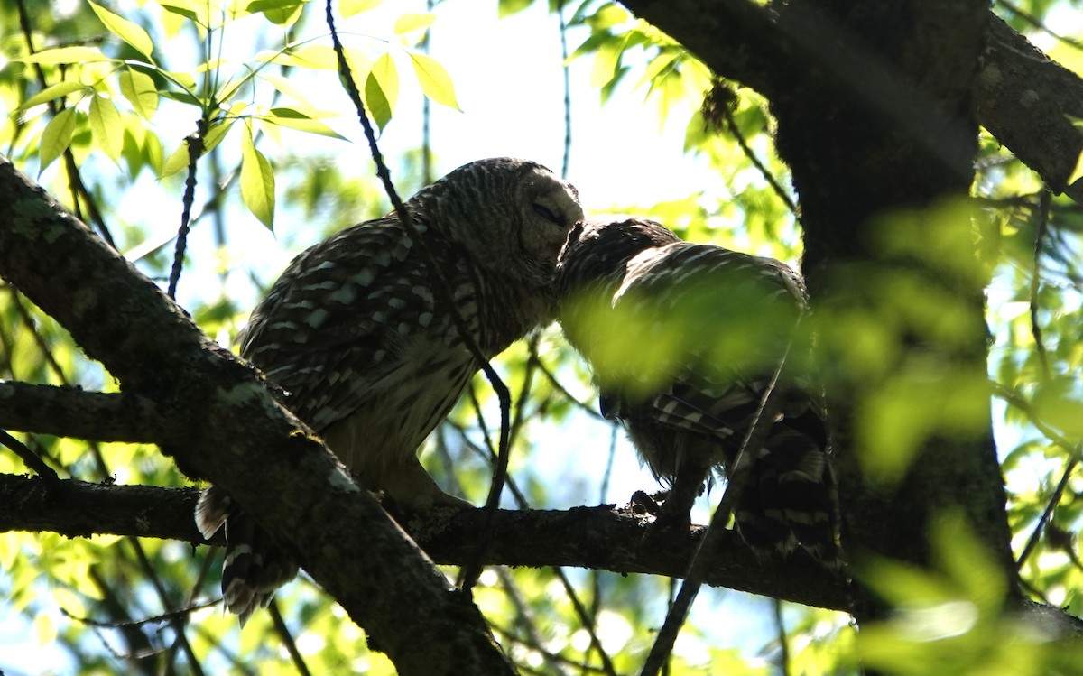 Barred Owl - Michael DeWispelaere