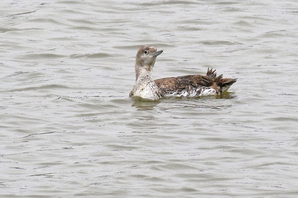 Red-throated Loon - Joan Tisdale