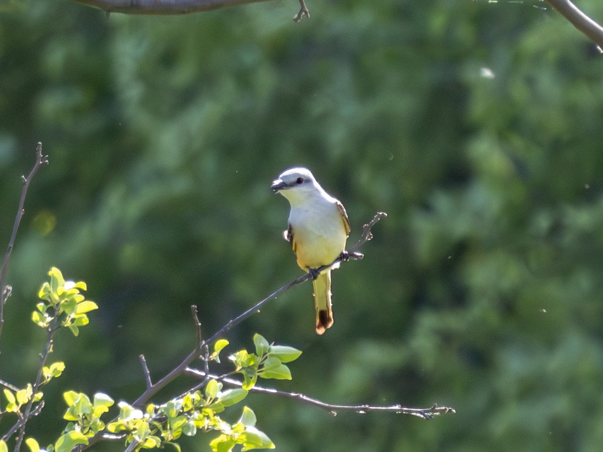 Scissor-tailed Flycatcher - ML619462481