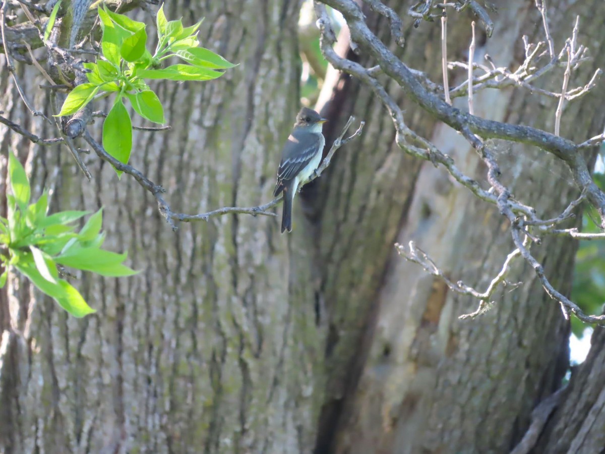 Eastern Wood-Pewee - Michael Stoner