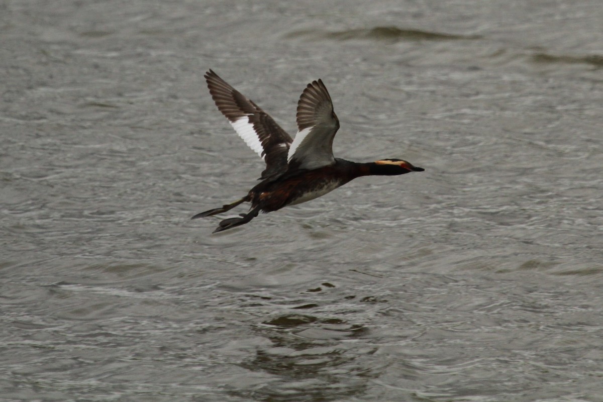 Horned Grebe - ML619462487