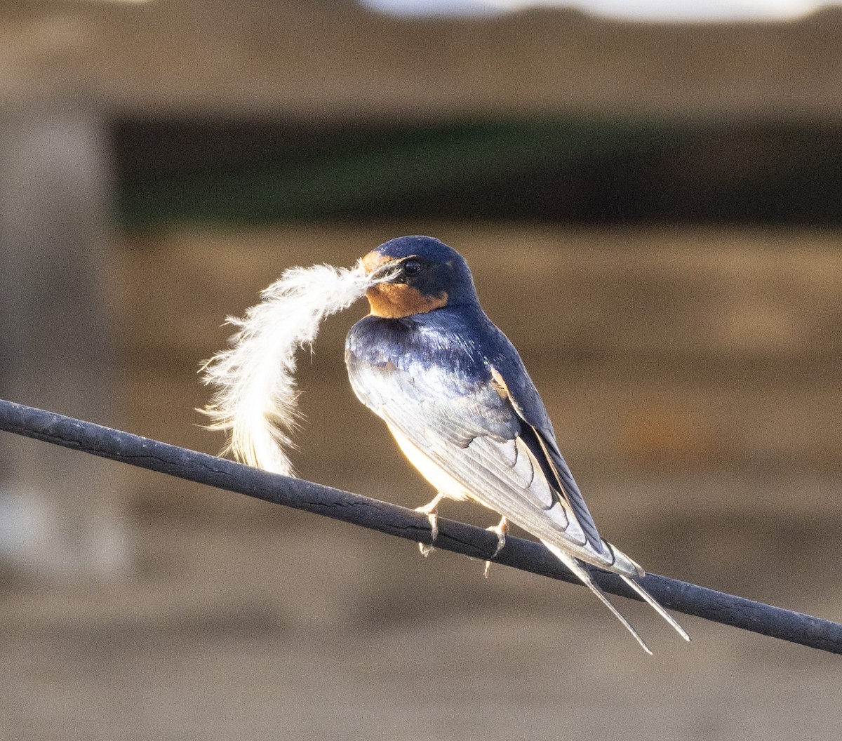 Barn Swallow - ML619462492