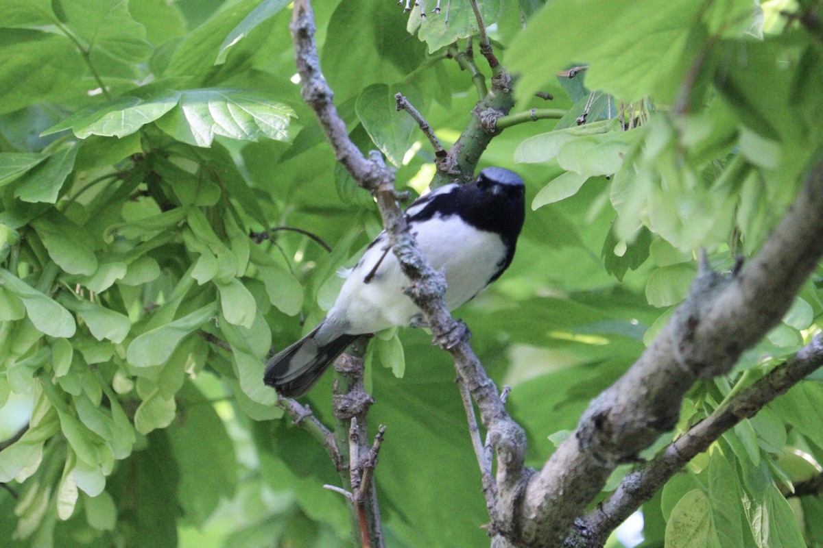 Black-throated Blue Warbler - Molly Herrmann